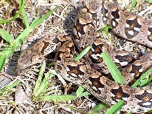 dumerils boa